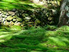 -西芳寺(苔寺)