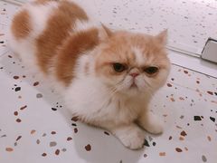 -滚猫咖啡·猫咖·猫友好撸猫(未来城店)