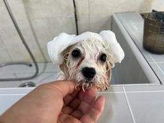 -翊宠yipet猫狗购宠庄园犬舍•猫舍