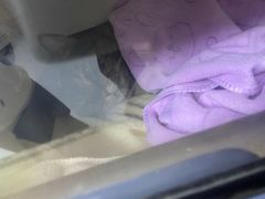 -谐和益家动物医院·免疫绝育·血液透析·宠保定点医院(高新伊藤分院)