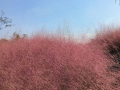 -上海滨江森林公园