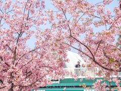 -新江湾城公园
