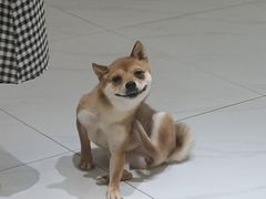 -柴源莊·柴小宠柴犬咖啡