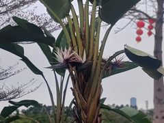 -东莞植物园