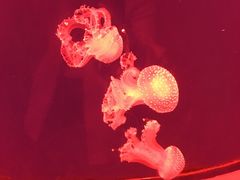 -福州罗源湾海洋世界旅游区