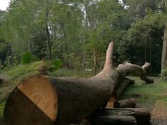 -南宁良凤江国家森林公园