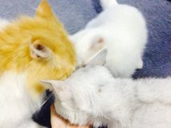 iphone_upload_pic-喵的天空名猫咖啡馆·撸猫·猫舍·用品