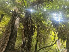 -怀托摩萤火虫洞