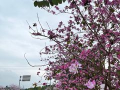 -扬美古镇景区
