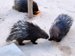 -青藏高原野生动物园