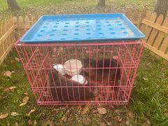 -海上花岛玫瑰园采摘