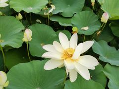 -莲花池公园