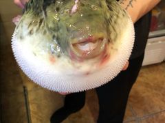 -天正河鲀·河豚亭(大连店)