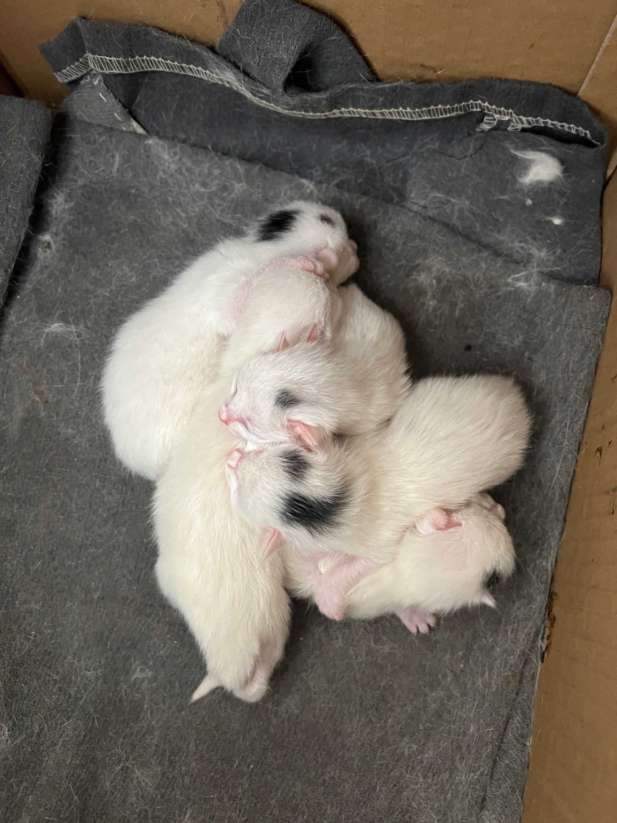 这是一窝小奶猫,可以领养了