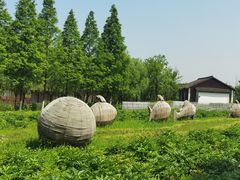 -杭州湾海上花田景区