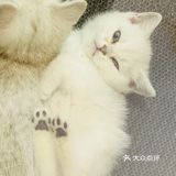 又有新成员了