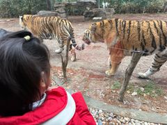 -上海野生动物园老虎餐厅