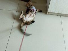 -宠颐生中康贝怡动物医院