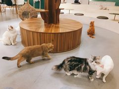 -飞行喵MR PILOT|猫舍·猫咖(静安大融城店)