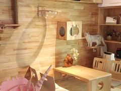 -喵屿·大理花园猫咖