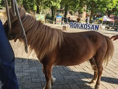 -神户市立六甲山牧场