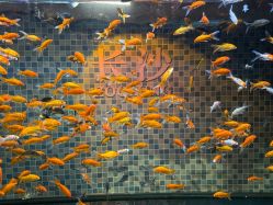 -Zoolung Zoolung动物主题公园(海信广场店)