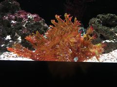 -暹罗海洋世界