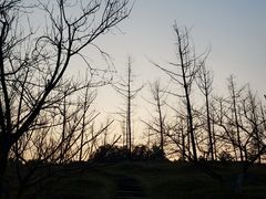 -秀丽东方