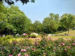 -南宁良凤江国家森林公园