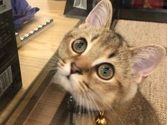 -袖虎宠物(岭南新世界店)