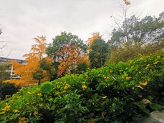 -成都市活水公园