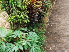 -北海金海湾红树林生态旅游区