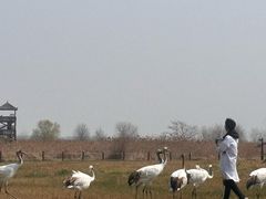 -盐城丹顶鹤湿地生态旅游区
