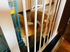 -豆柴町-柴犬主题狗咖(红鼎国际C座店)