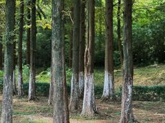 -宜兴龙背山森林公园
