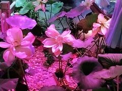 -韵秋荷(宝山龙湖天街店)