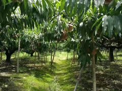 -南汇新场正宗水蜜桃采摘