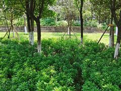 -铁山坪森林公园