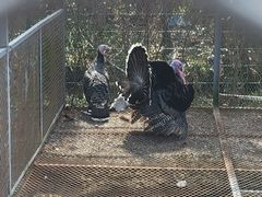 -前小桔亲子创意农场·草莓采摘·露营烧烤