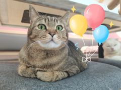 -喵园·猫主题咖啡厅·撸猫·猫咖(国贸店)