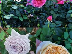 -人民公园(罗湖区)