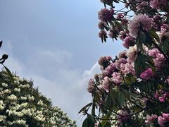 -贵州百里杜鹃风景名胜区
