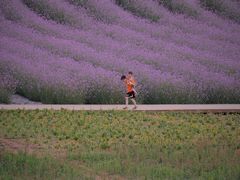 -紫颐香薰山谷景区