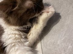 -猫小院猫主题餐厅(三里屯店)