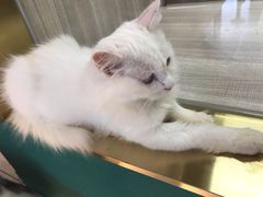 -飞行喵MR PILOT|猫舍·猫咖(静安大融城店)