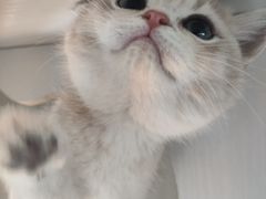 -东方名猫馆·英短金渐层布偶猫舍(环线广场1号楼店)