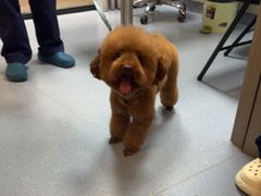 -宠物星动物医院·眼科·异宠·猫科(江南大道总院)