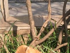 -新湖明珠城