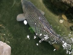 -丰圆轩粤式茶楼 . 点心粤菜(夏茅店)