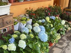 -溪岸路花鸟市场
